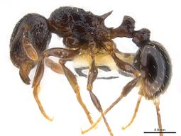 Tetramorium zonacaciae P casent0217065.jpg