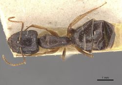 Camponotus brookei casent0910549 d 1 high.jpg