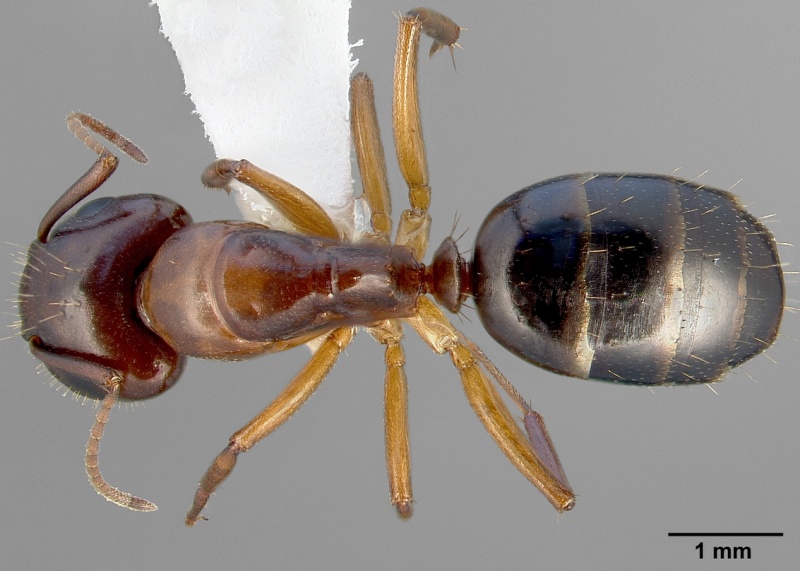 File:Camponotus yogi casent0005354 dorsal 1.jpg