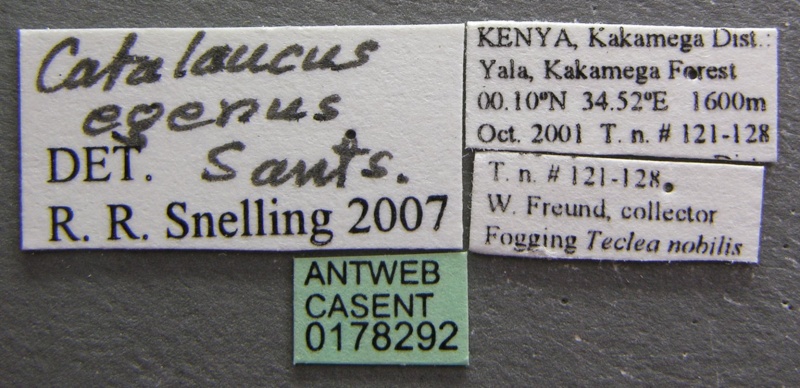 File:Cataulacus egenus casent0178292 label 1.jpg