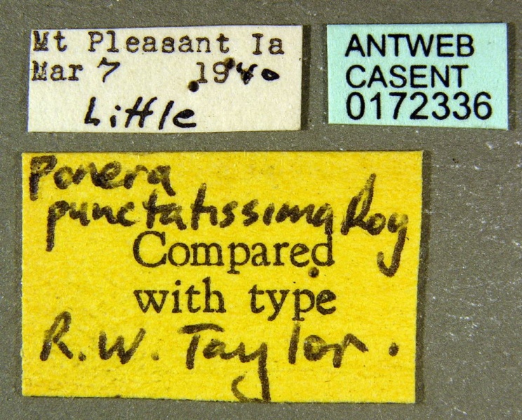 File:Hypoponera punctatissima label CAS0172336.jpg