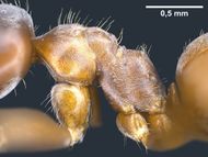 Lasius bombycina F11.jpg