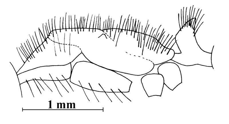 File:Mackay, W.P. 2019, Fig. 111.jpg