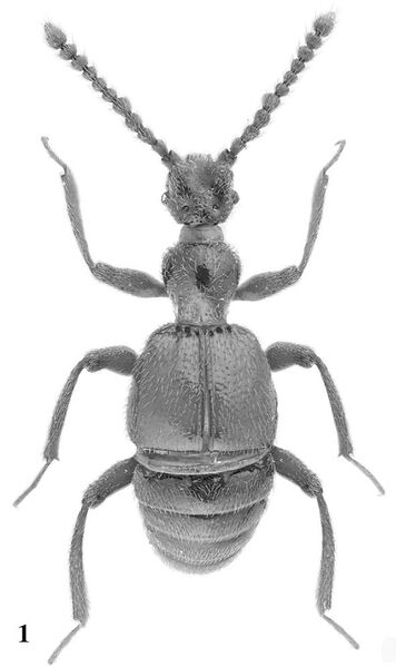 File:Myrmicophila-tangliangi.jpg