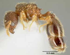 Pheidole karolmorae inbiocri002279840 p 1 high.jpg