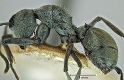 Polyrhachis alatisquamis holotype side.jpg