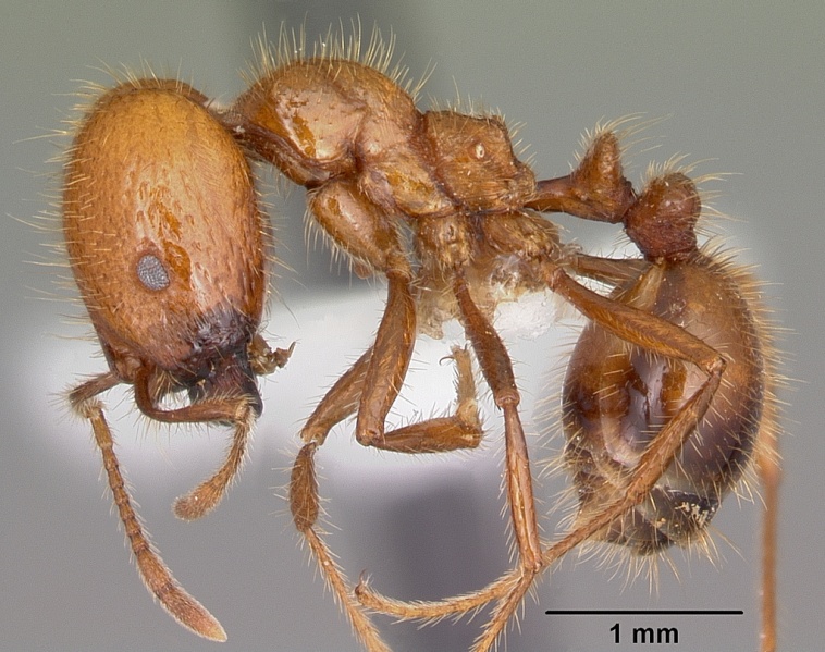 File:Solenopsis geminata casent0102967 profile 1.jpg