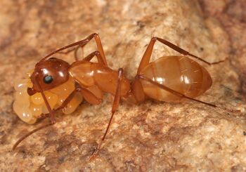 Big red ant - Camponotus castaneus 
