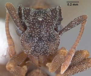 Cyphomyrmex rimosus casent0103846 head 1.jpg