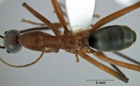 Leptomyrmex tibialis top view