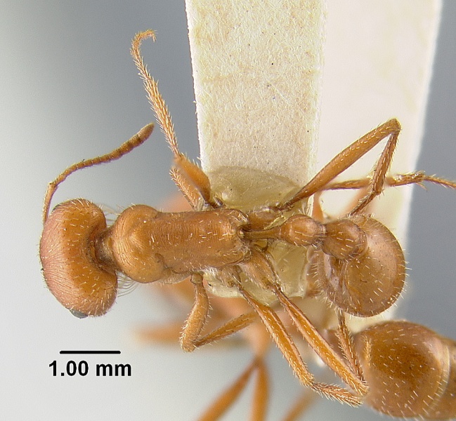 File:MCZ-ENT00020574 Pogonomyrmex californicus subsp maricopa had.jpg