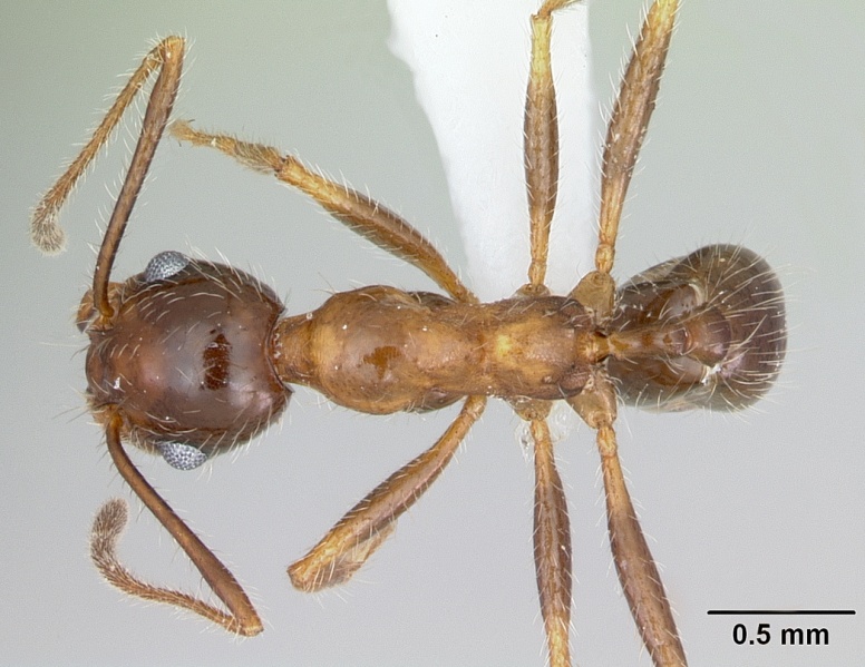 File:Pheidole sitiens casent0103406 dorsal 1.jpg