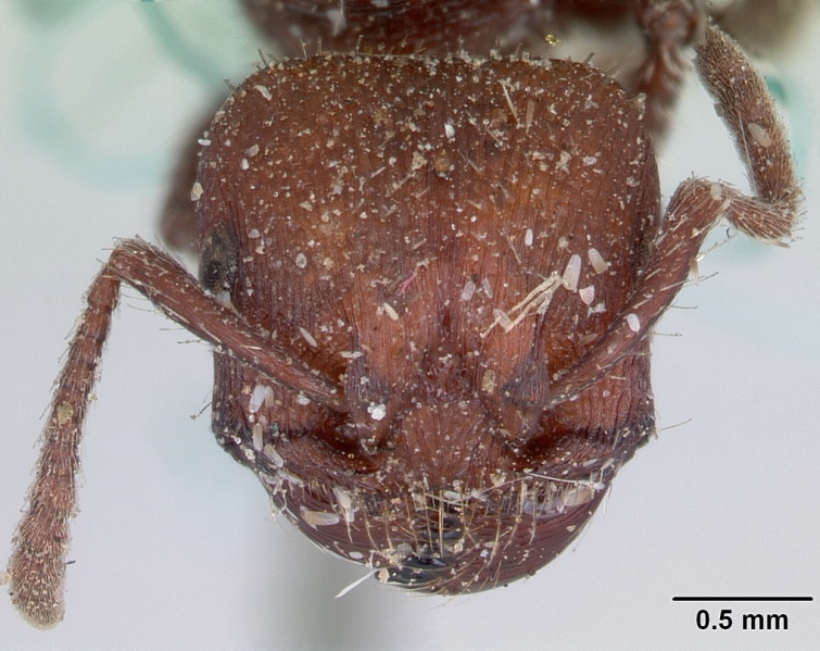 File:Pogonomyrmex uruguayensis casent0173370 head 1.jpg