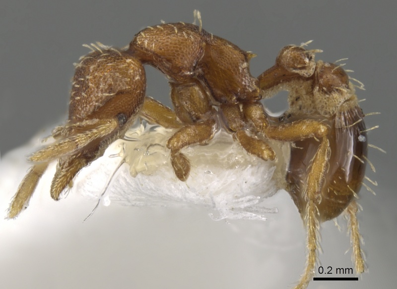 File:Strumigenys epipola casent0900117 p 1 high.jpg