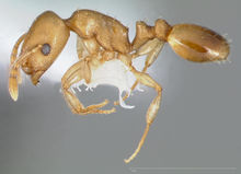 Temnothorax andrei casent0005683 profile 1.jpg