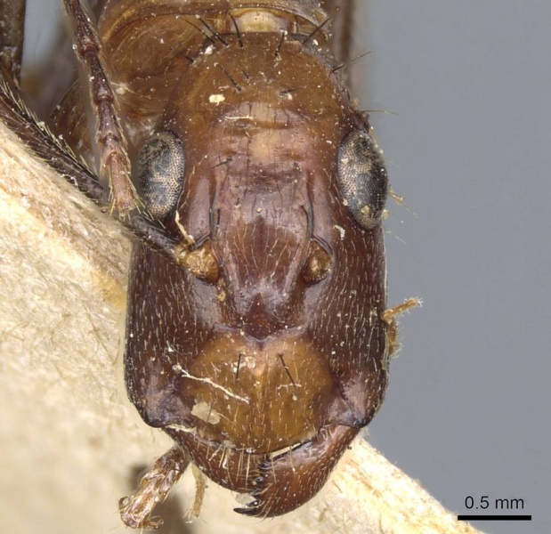 File:Camponotus macrochaeta casent0905202 h 1 high.jpg