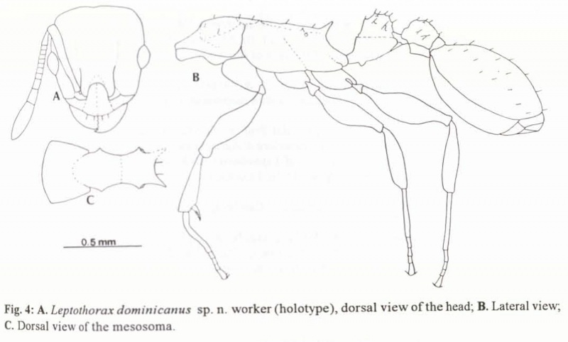 File:DeAndrade 1999a-4Nesomyrmex-dominicanus1.jpg