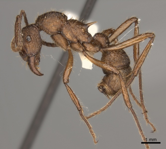 File:Gnamptogenys bispinosa P casent0217483.jpg