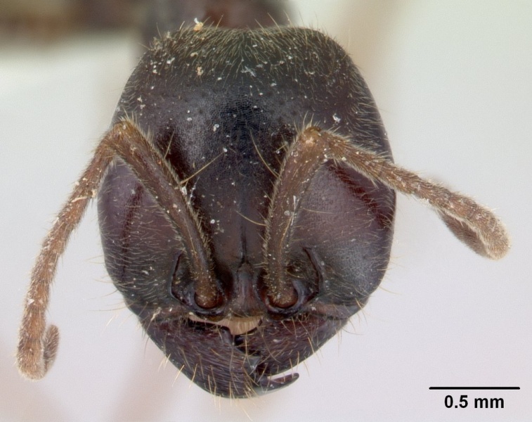 File:Labidus praedator casent0178608 head 1.jpg