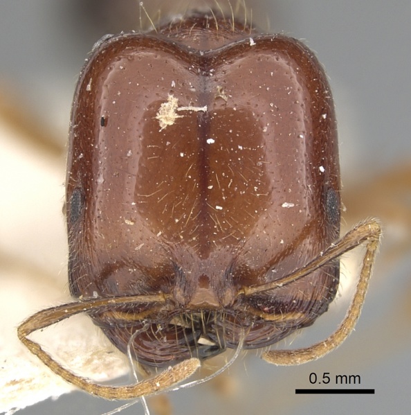 File:Monomorium abyssinicum casent0249906 h 1 high.jpg