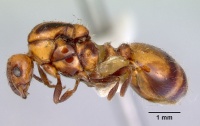 Monomorium antarcticum casent0172351 profile 1.jpg