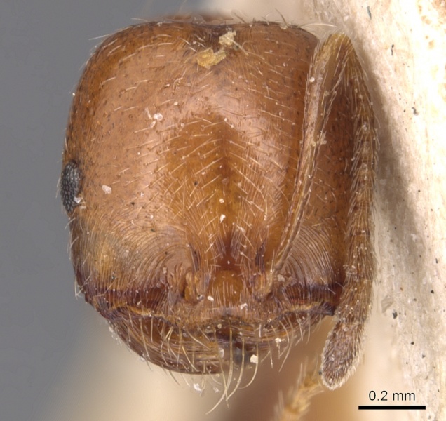 File:Monomorium chobauti casent0904606 h 1 high.jpg