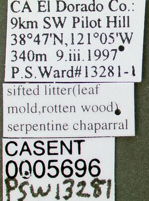 Myrmecina americana casent0005696 label 1.jpg