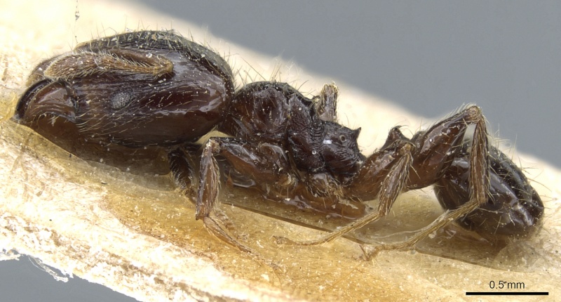 File:Pheidole nigella casent0904379 p 1 high.jpg