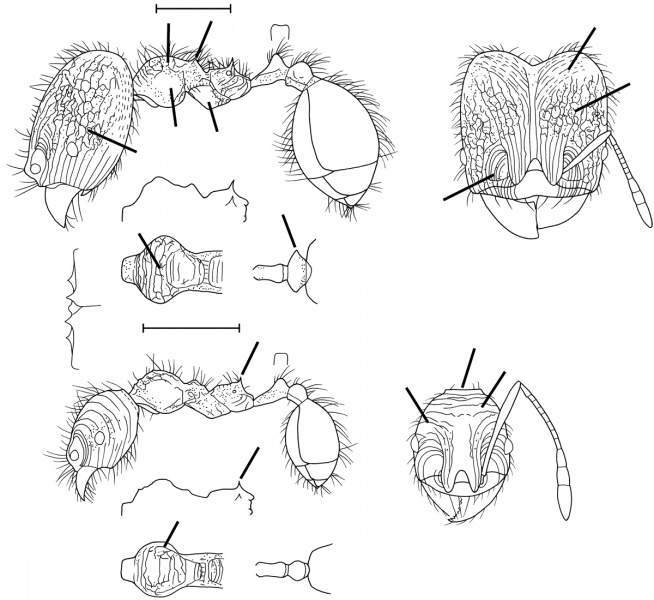 File:Pheidole senilis Wilson 2003.jpg