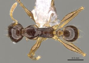 Pheidole submonticola casent0901625 d 1 high.jpg