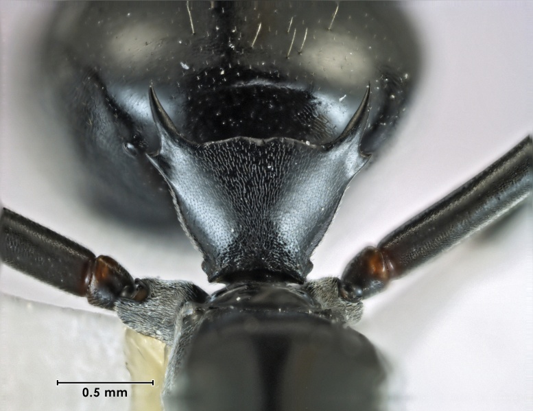 File:Polyrhachis cybele petiole.jpg