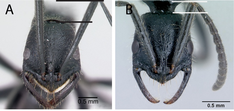 File:Rakotonirina and Fisher 2014 Fig. 49.jpg