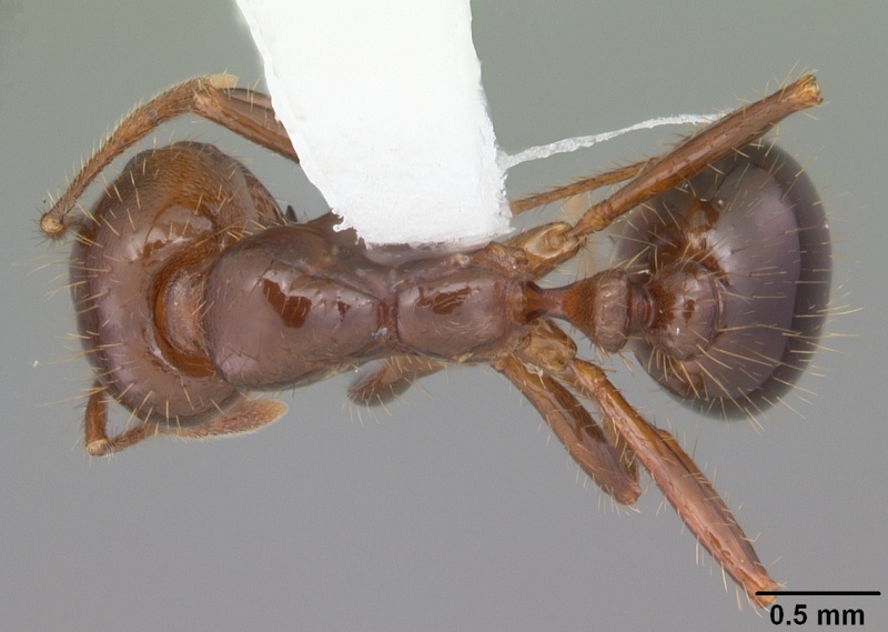 File:Solenopsis invicta casent0104523 dorsal 1.jpg