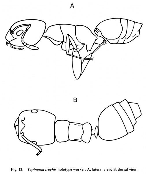 File:Wilson 1985c-19Tapinoma-troche.jpg