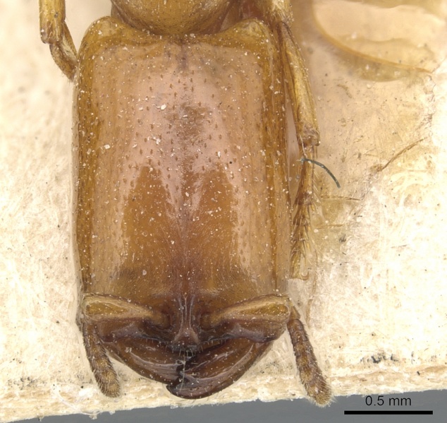 File:Dorylus conradti casent0903713 h 1 high.jpg