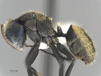 MCZ ENT Camponotus christophei hal.jpg