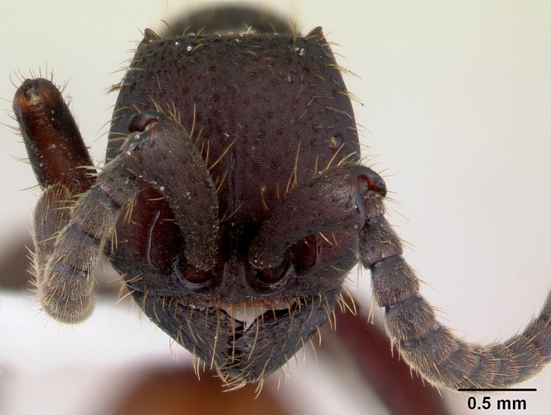 File:Nomamyrmex esenbeckii casent0178607 head 1.jpg