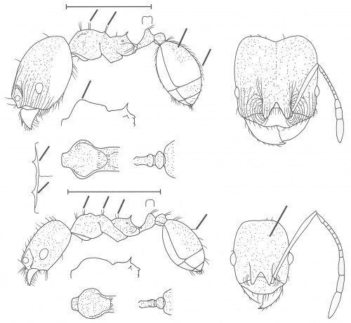 Pheidole angusticeps Wilson 2003.jpg