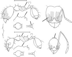 Pheidole coffeicola Wilson 2003.jpg