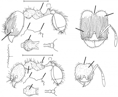 Pheidole euryscopa Wilson 2003.jpg