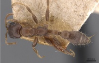 Pseudomyrmex incurrens casent0907520 d 1 high.jpg