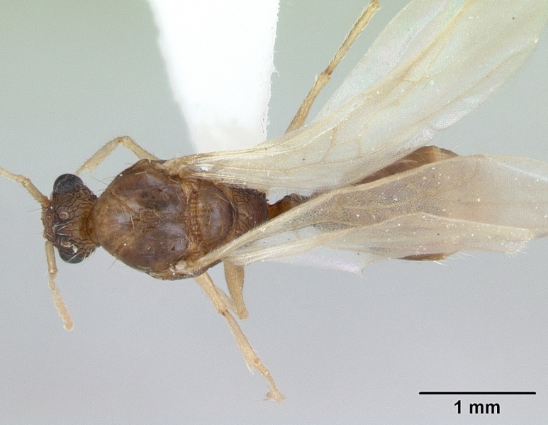 File:Tetramorium bicarinatum casent0173283 dorsal 1.jpg