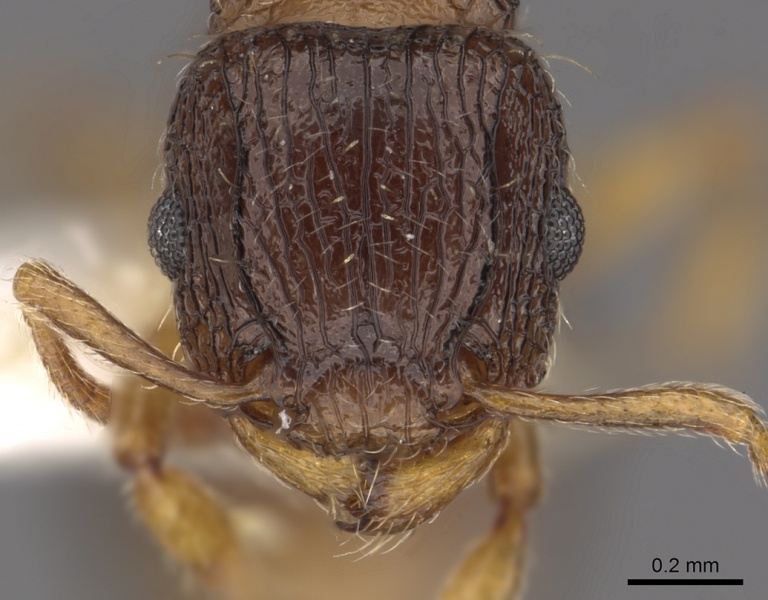 File:Tetramorium nube casent0901120 h 1 high.jpg