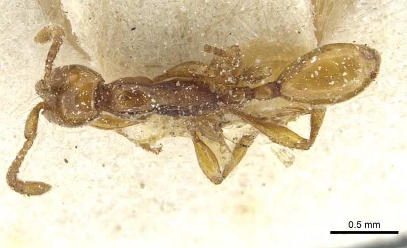 File:Aenictus weissi casent0911444 d 1 high.jpg