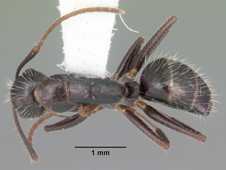 File:Camponotus sexguttatus casent0103710 dorsal 1.jpg