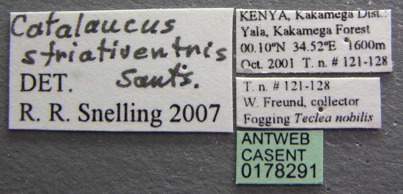 File:Cataulacus striativentris casent0178291 label 1.jpg