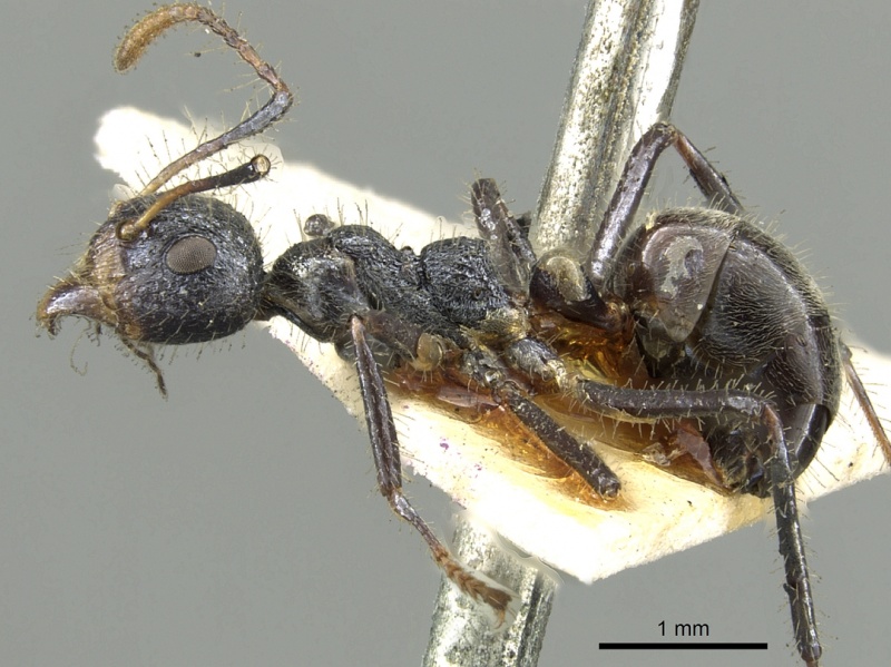 File:Dolichoderus crawleyi casent0902970 p 1 high.jpg