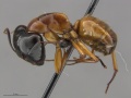 Mcz-ent00520123 Camponotus sansabaenus hal.jpg