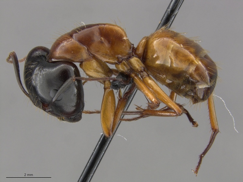 File:Mcz-ent00520123 Camponotus sansabaenus hal.jpg
