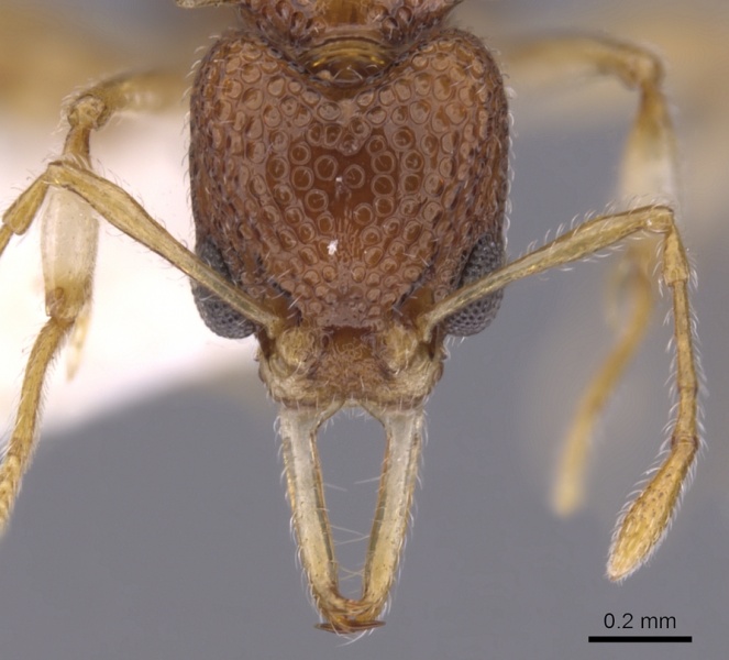 File:Orectognathus nanus casent0900016 h 1 high.jpg